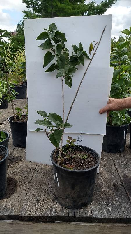 lot 11 image: 2 - 3 ft. Old Fashioned Lilac