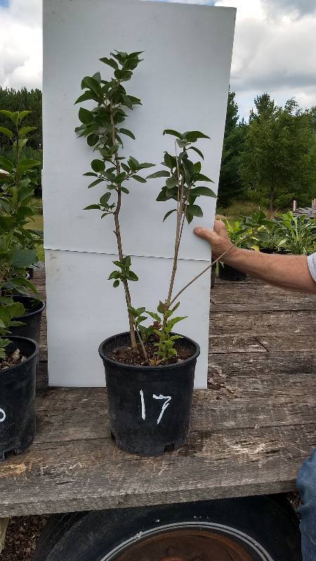 lot 17 image: 2 - 3 ft. Old Fashioned Lilac