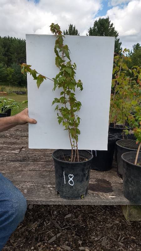 lot 18 image: 2 ft. Amur Maple