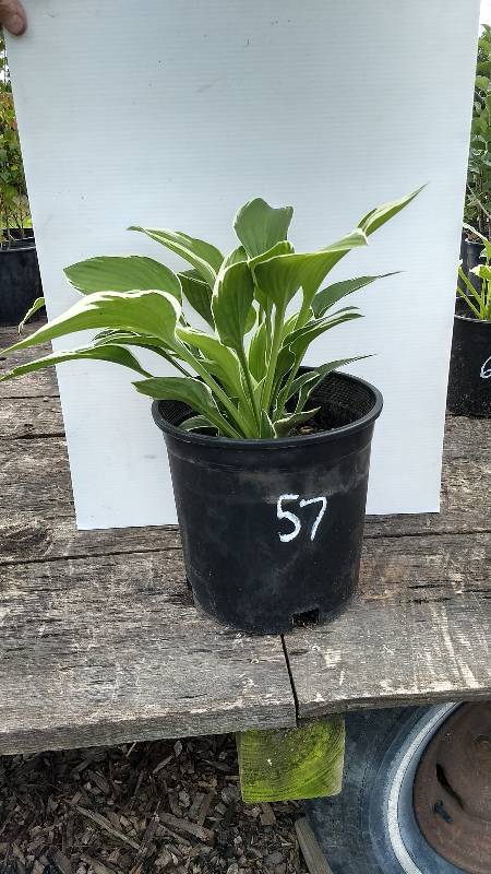 lot 57 image: 2 gallon Hosta albomarginata