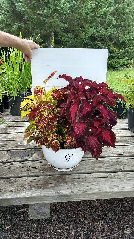 lot 81 image: 10 inch Coleus pot with three different plants