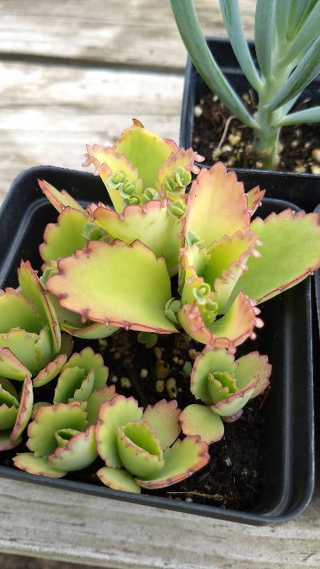lot 141 image: Lot of 3 assorted Sedum & Succulents in 3 in. pots
