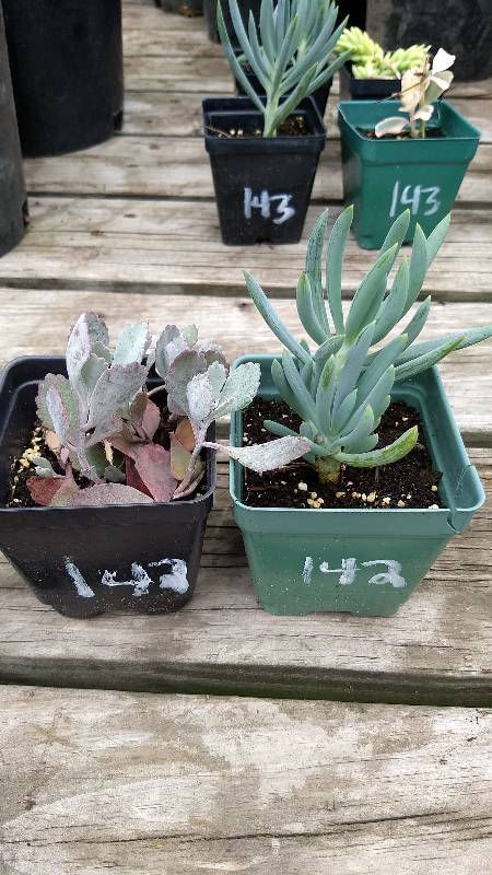 lot 142 image: Lot of 2 assorted Sedum & Succulents in 3 in. pots