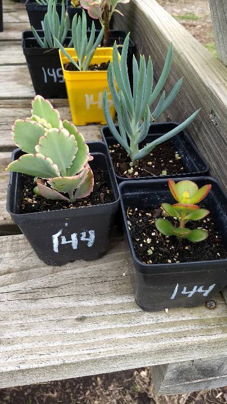 lot 144 image: Lot of 3 assorted Sedum & Succulents in 3 in. pots