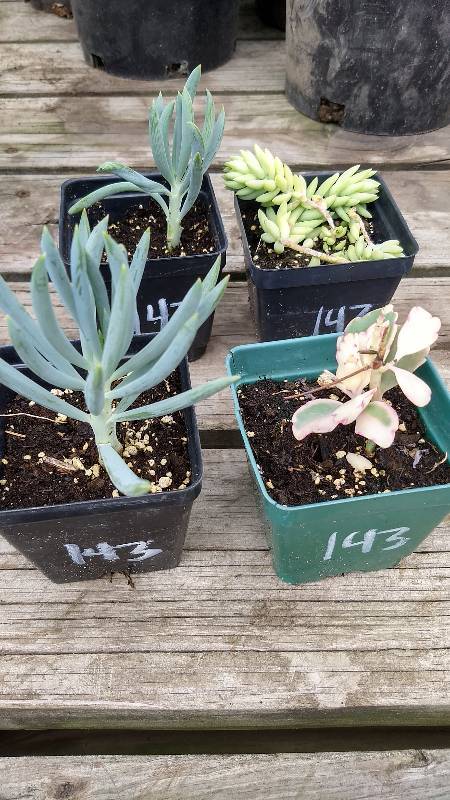 lot 143 image: Lot of 4 assorted Sedum & Succulents in 3 in. pots