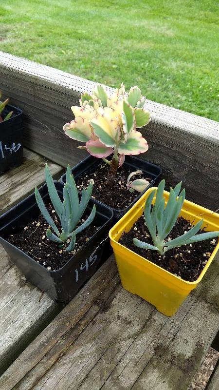 lot 145 image: Lot of 3 assorted Sedum & Succulents in 3 in. pots