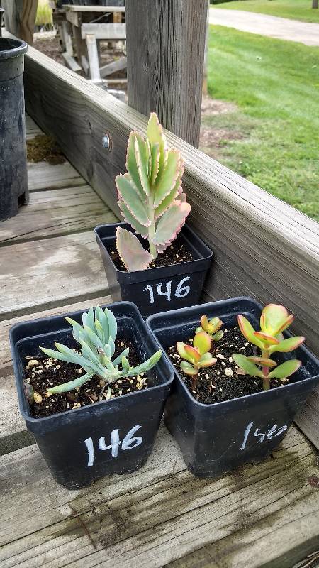 lot 146 image: Lot of 3 assorted Sedum & Succulents in 3 in. pots