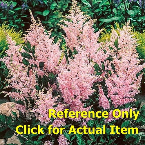lot 118 image: 2 gallon Pink Astilbe