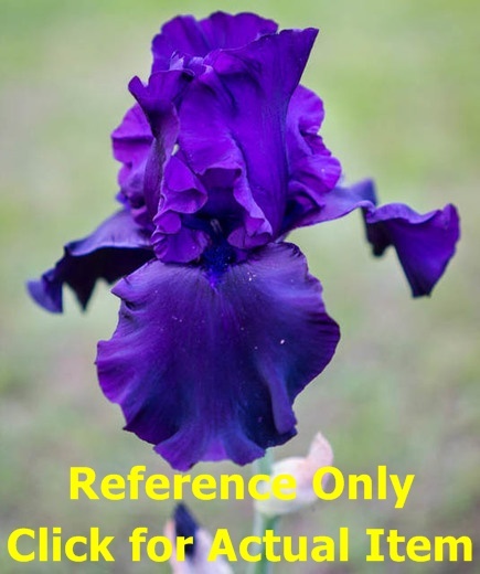 lot 123 image: 2 gallon Purple Tall Bearded Iris