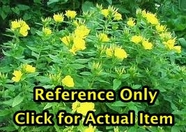 lot 100 image: 2 gallon Missouri Primrose Sundrops