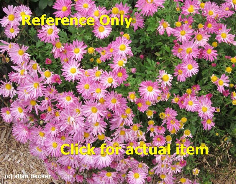 lot 102 image: 1 gallon Chrysanthemum Maximum Mammoth Lavender Lot of 2 plants