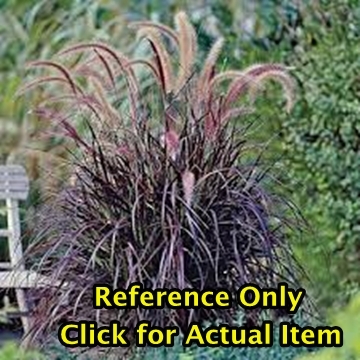 lot 79 image: 1 gallon Purple Fountain Grass