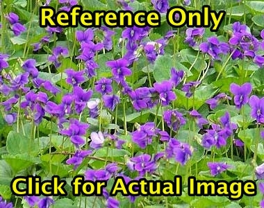 lot 107 image: 1.5 gallon Wood Violet