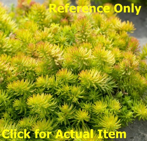 lot 113 image: 1 quart Sedum Angelina Lot of 2 plants
