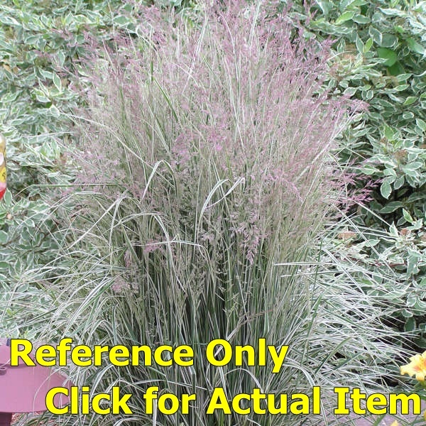 lot 80 image: 2 gallon Overdam Feather Reed Grass