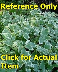 lot 108 image: 1 gallon Snow on the Mountain groundcover
