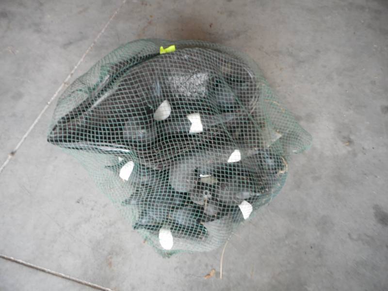Goose Decoys