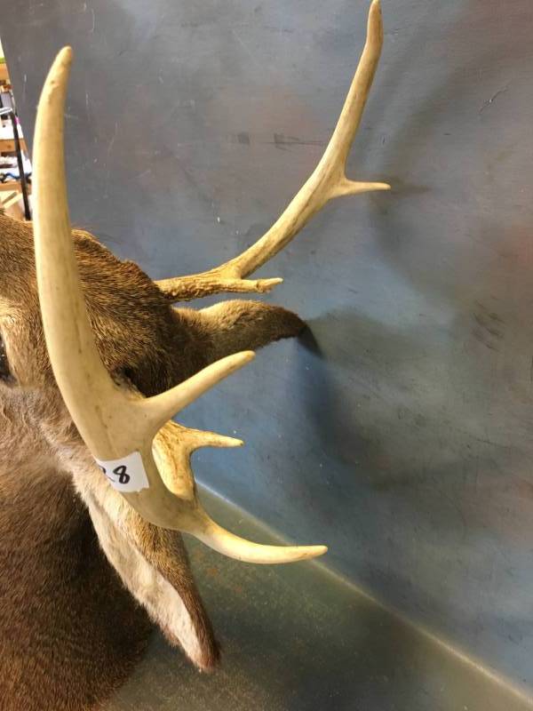 7 Point Whitetail Deer Mounted