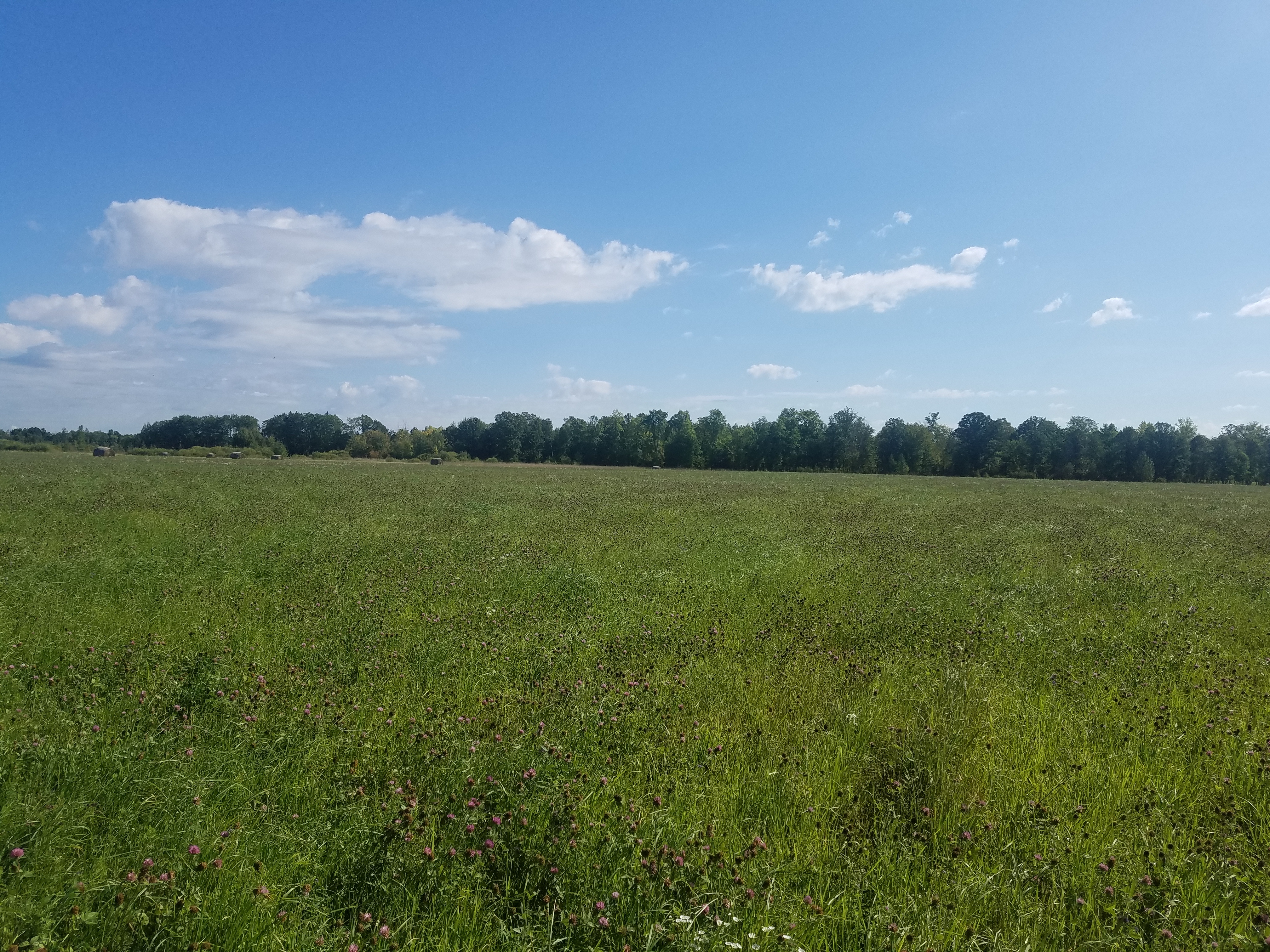 lot 4 image: 80-Acre Hunting Lease Northern Minnesota