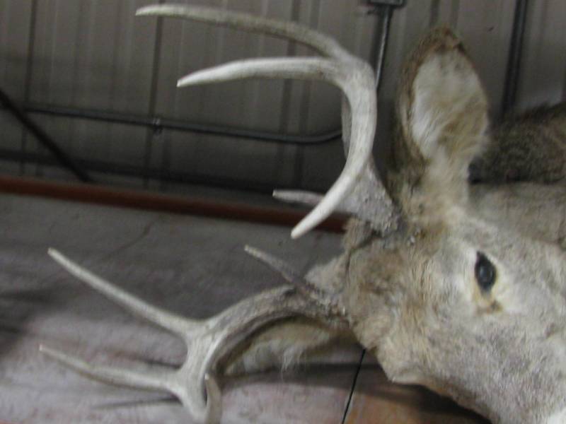 Deer Head Mount