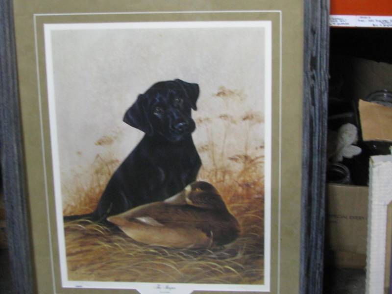 Framed Black Lab Print