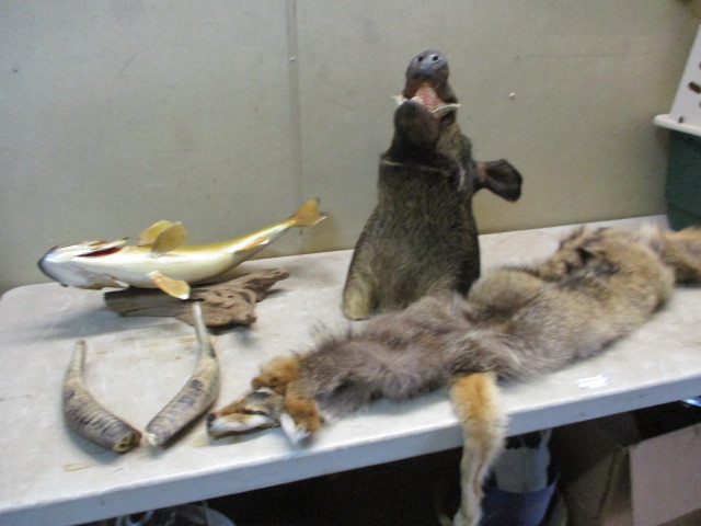 lot 87 image: Wildlife Mounts