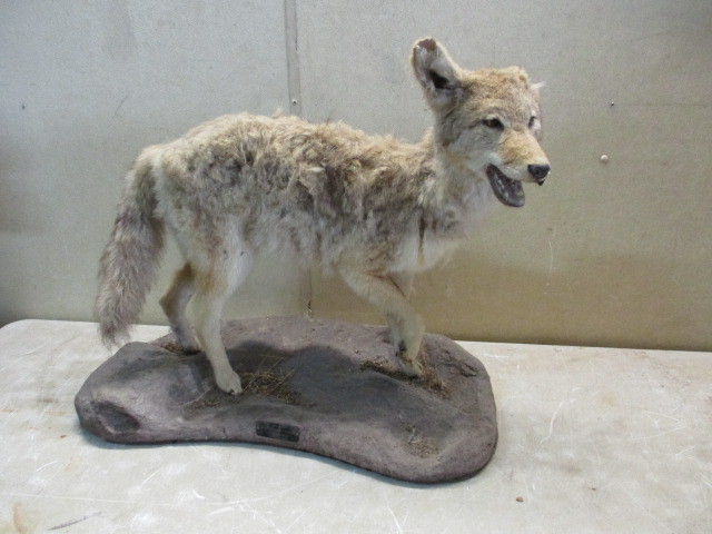 lot 150 image: Coyote Mount