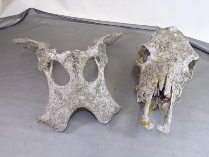 lot 17 image: Bones for Garden Dcor