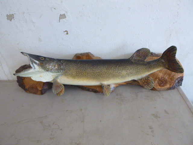 lot 42 image: Mounted Northern Fish