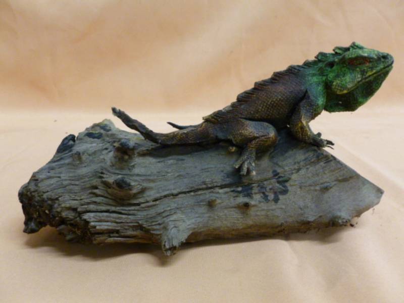 lot 39 image: Mounted Lizard