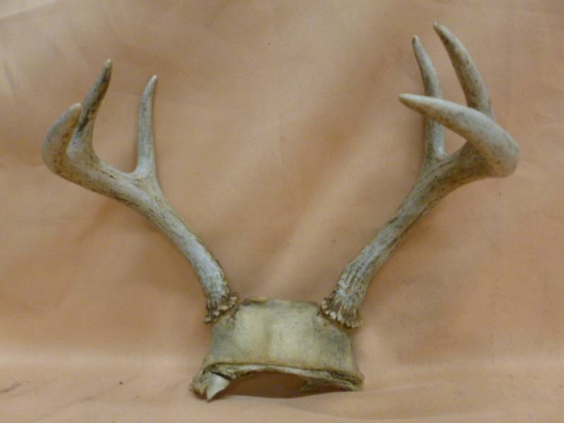 lot 99 image: Deer Antler