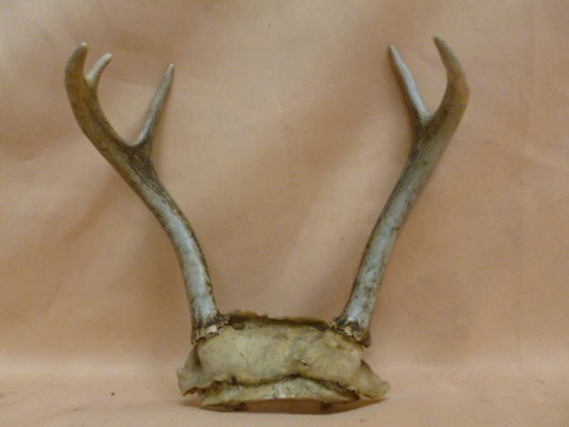 lot 100 image: Deer Antler
