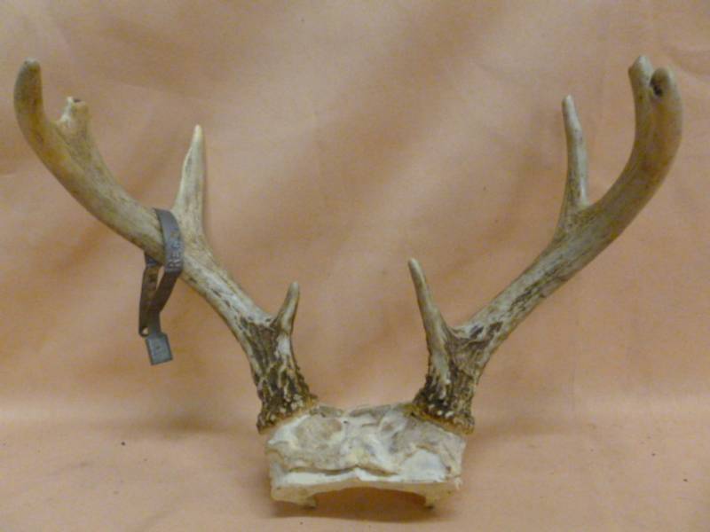 lot 101 image: Deer Antler