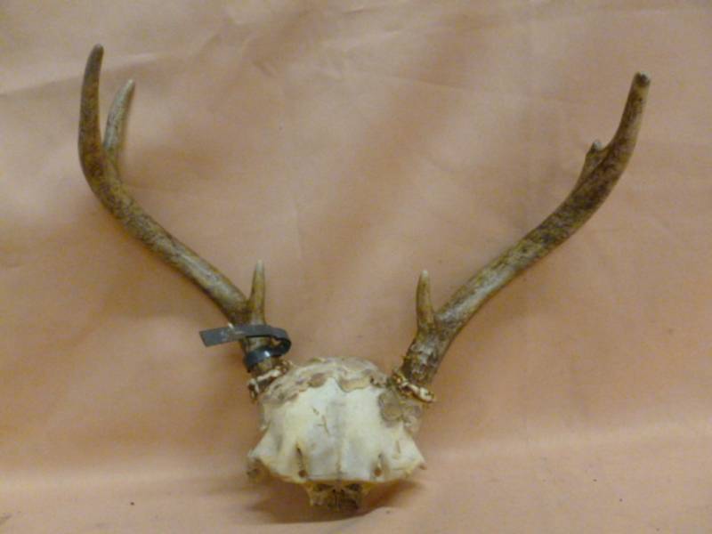 lot 102 image: Deer Antler