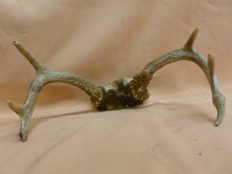 lot 103 image: Deer Antler