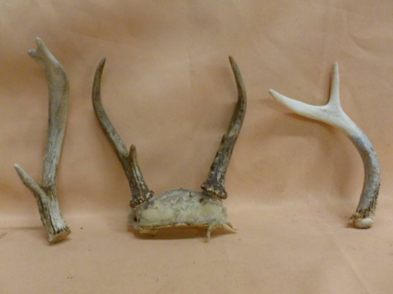 lot 105 image: Deer Antler