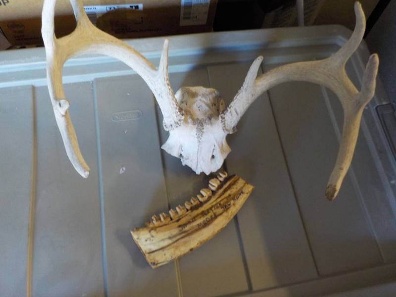 lot 150 image: Skull and Moose Jaw...