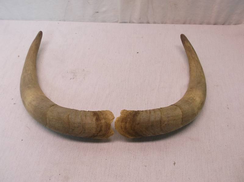 lot 114 image: Bull Horns