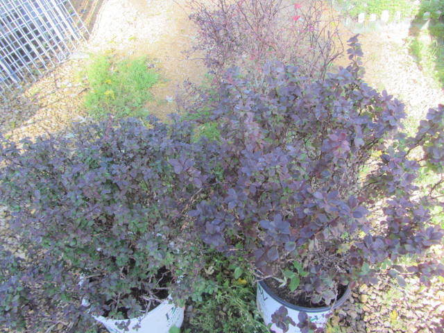Barberry
