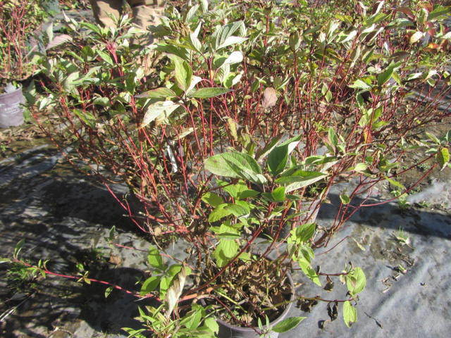 Firedance Dogwood