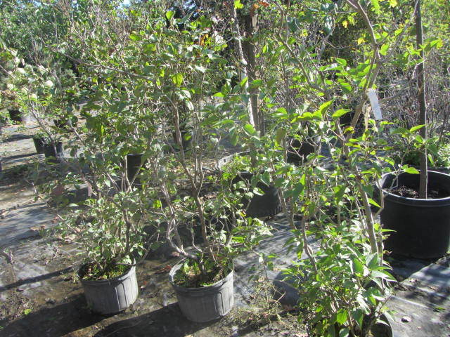 Common Purple Lilac