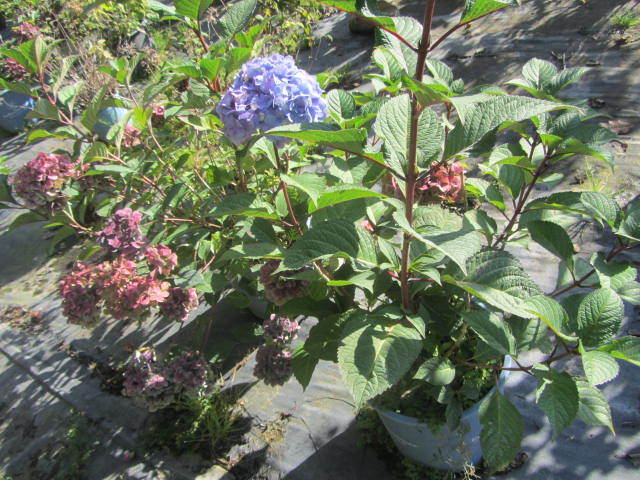 Bloomstruck Hydrangea