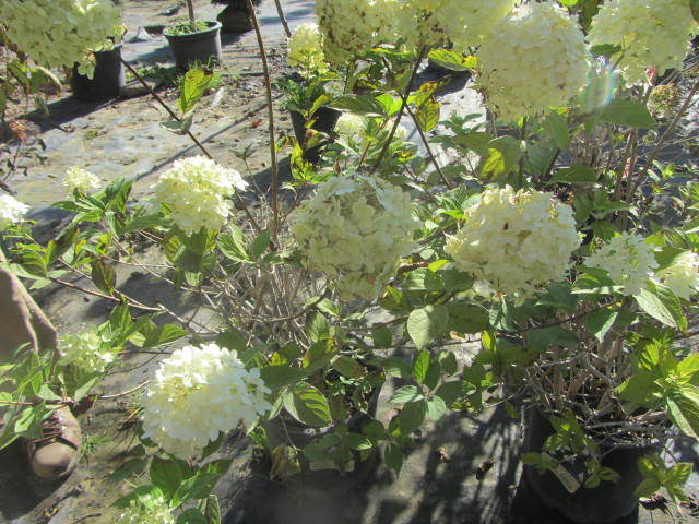 Annabelle Hydrangea