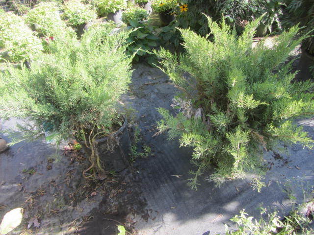 Sea Green Juniper
