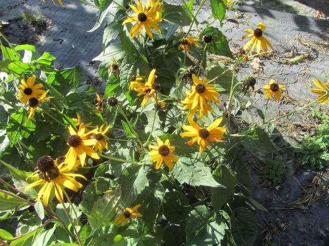 Rudbeckia