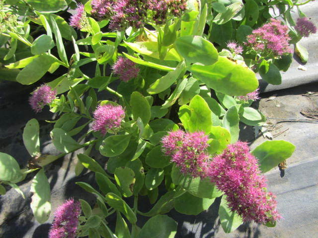 Sedum