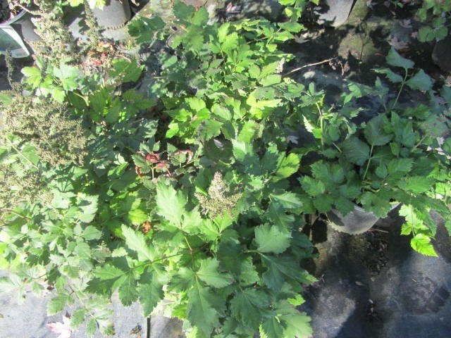 Astillbe