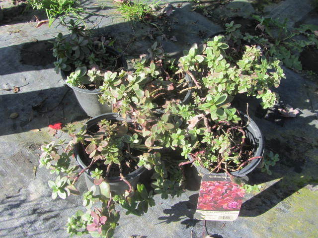 Sedum