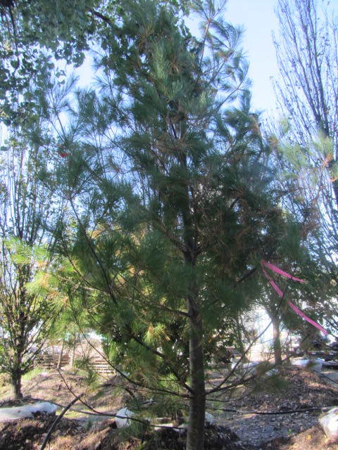 White Pine