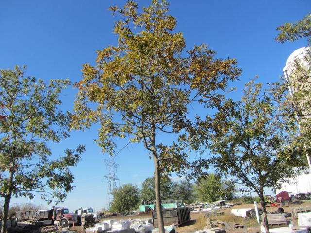 Pin Oak